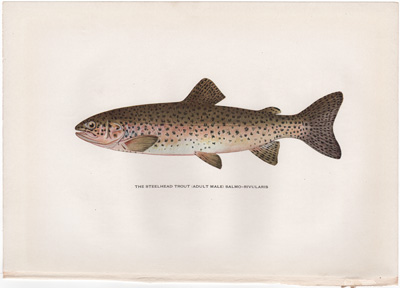 THE DOLLY VARDEN TROUT (ADULT MALE) SALVELINUS-PARKEI